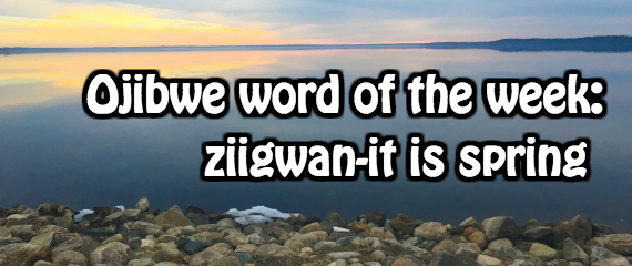 Ojibwe word of the week: Ziigwan