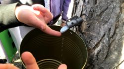 Spring Sap